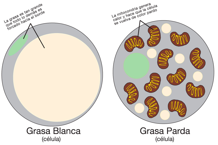 tipos de grasa